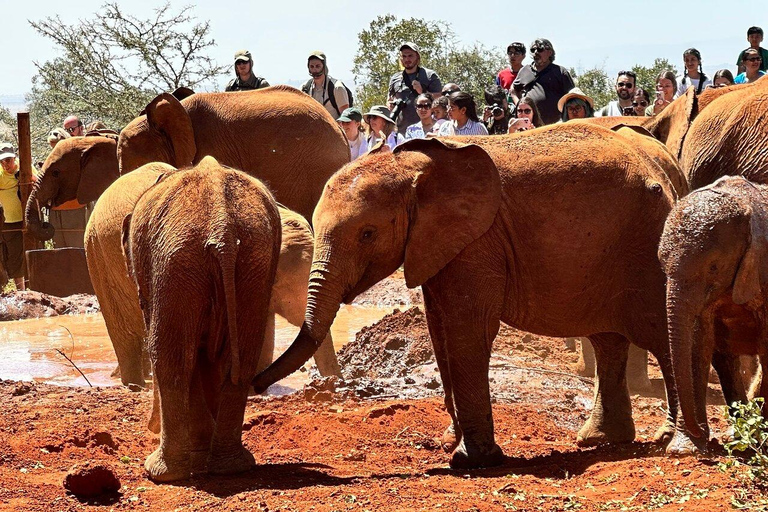 From Nairobi: Elephant Orphanage, Giraffe Centre & Bomas