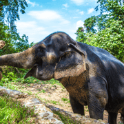 Khao Lak: Ethical Elephant Sanctuary Experience Khao Lak: Ethical Elephant Sanctuary Experience