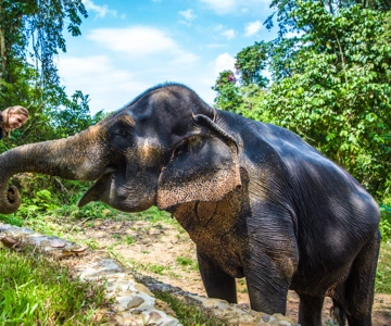 Khao Lak: Ethical Elephant Sanctuary Experience