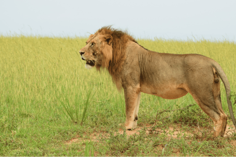 Uganda: 6-Days Safari to Murchison Falls and Queen Elizabeth