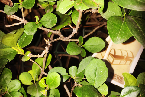 Adventure Game - Lyon's Unusual Tour