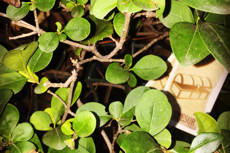 Adventure Game - Lyon's Unusual Tour