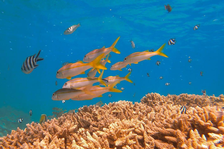 Mauritius: BlueBay Glass Bottom Boat Visit and Snorkeling Private Tour