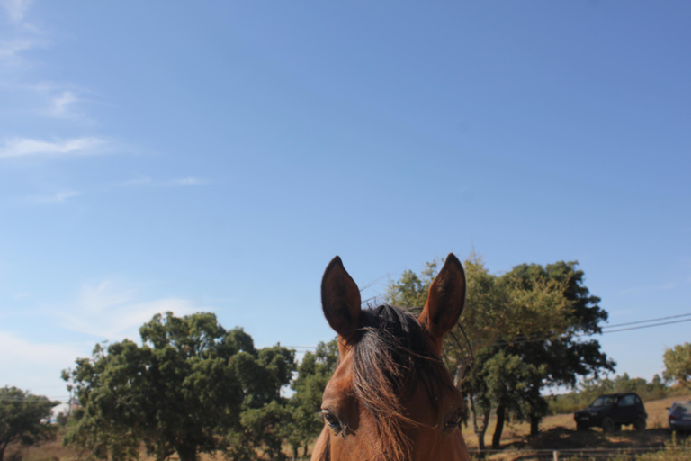 Costa Alentejana: Horse tour in Serra de Grândola