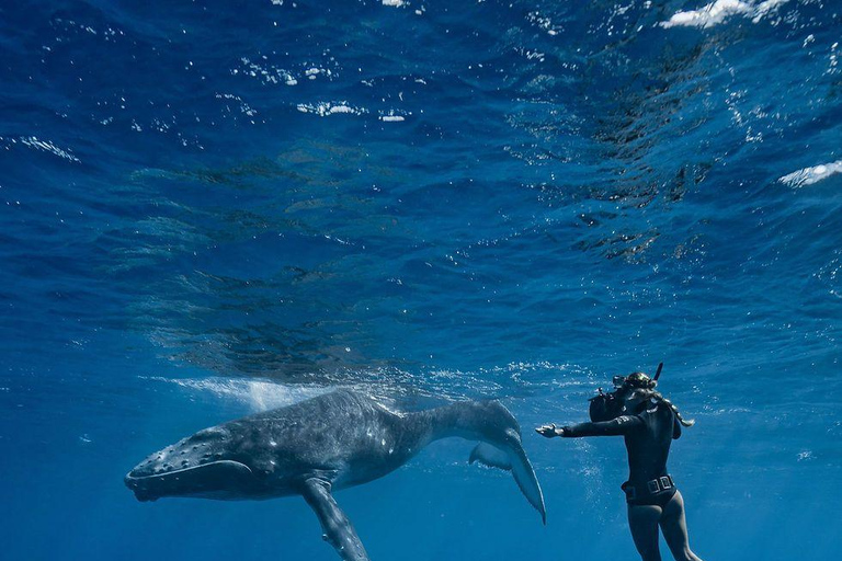Mirissa: Dolphin Swim Blue Whale Snorkelling | All-Inclusive Mirissa: Scuba Diving & Turtle Snorkelling Experience