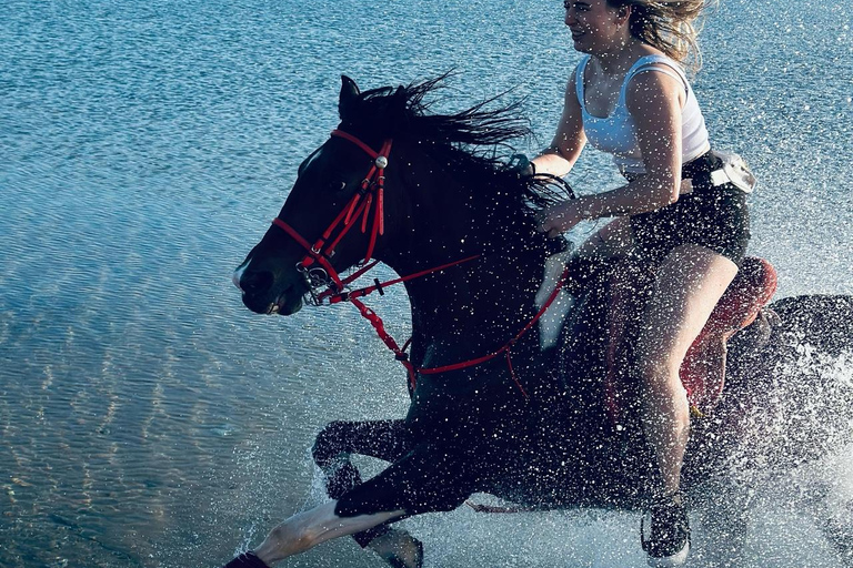 الغردقة: جولة ركوب الخيل في الصحراء والبحر مع خيار السباحةجولة لمدة ساعتين لركوب الخيل بدون السباح