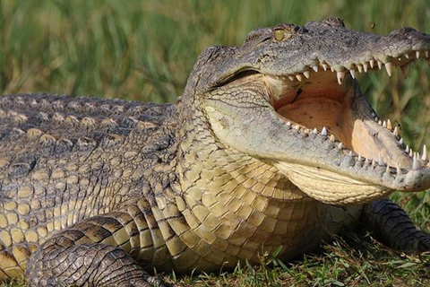 From Durban: Isimangaliso Hippo & Crocodile Boat Cruise