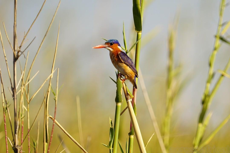 Murchison Falls Wildlife Safari 3 Days (Comfort Plus)