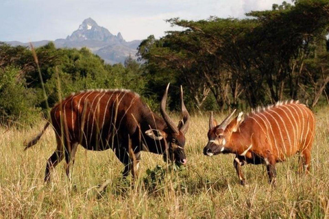 Dagsutflykt till Mount Kenya