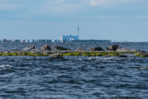 Estonia: Malusi Islands Seal-Watching Boat Trip