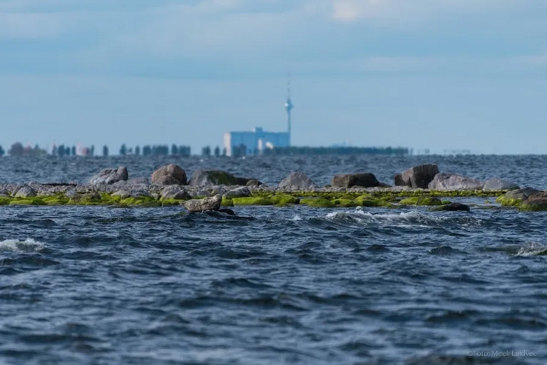 Estonia: Malusi Islands Seal-Watching Boat Trip