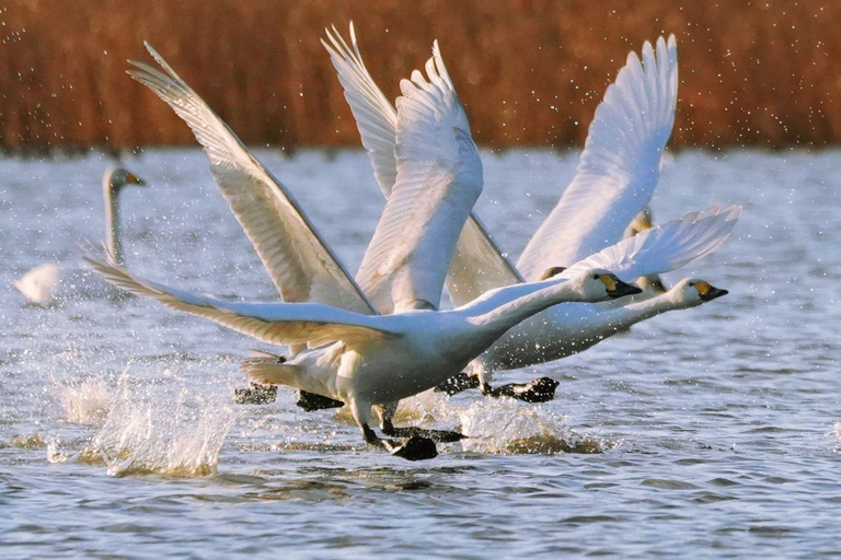 Hokkaido Swan Lake & Noboribetsu Hell Valley Private tour