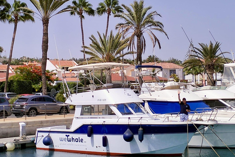 Sunset Dolphin Watching Tour on Hybrid Boat in Small Group
