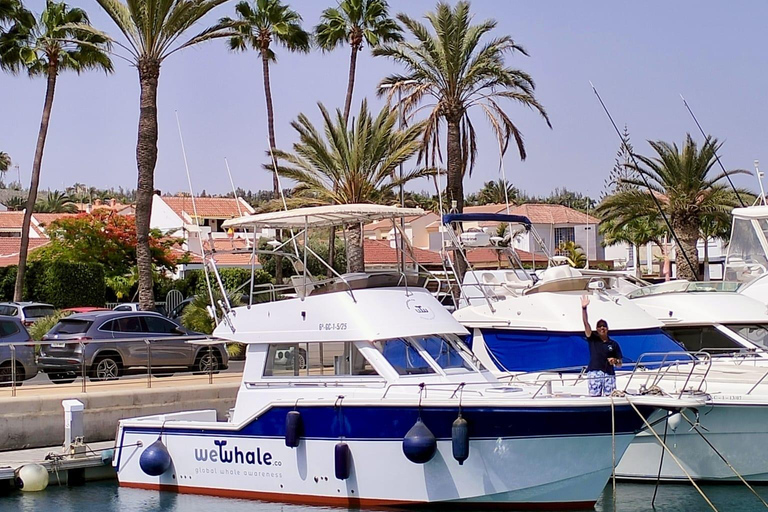 Sunset Dolphin Watching Tour on Hybrid Boat in Small Group