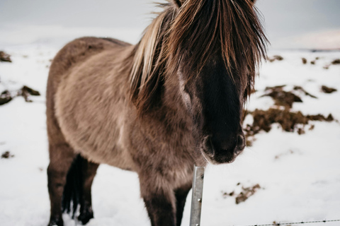 Iceland: Reynisfjara Black‑Sand Beach Horseback Adventure