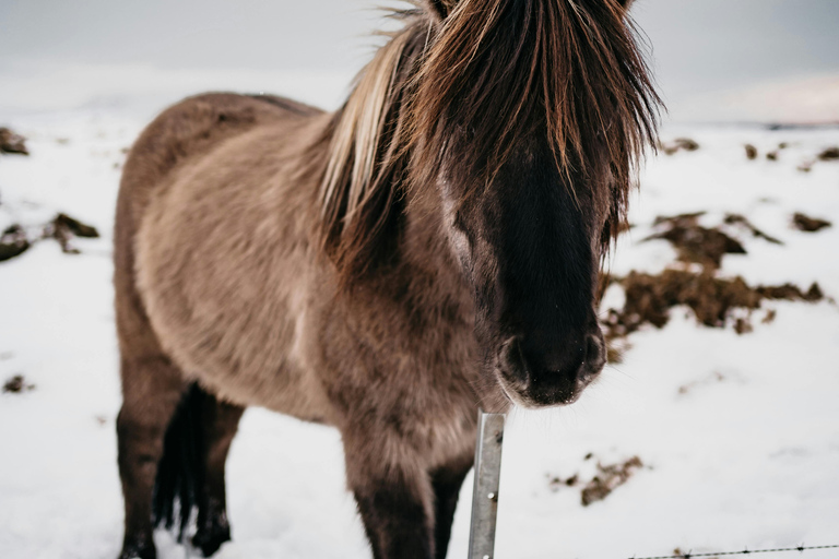 Iceland: Reynisfjara Black‑Sand Beach Horseback Adventure