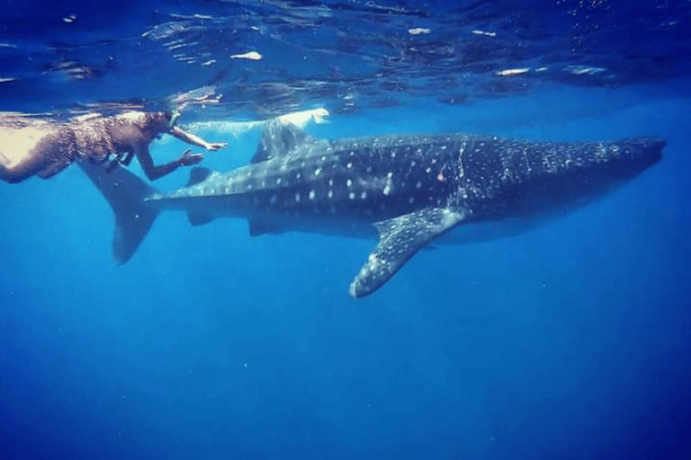 Whale Shark Swim, La Paz, and Todos Santos Day Trip