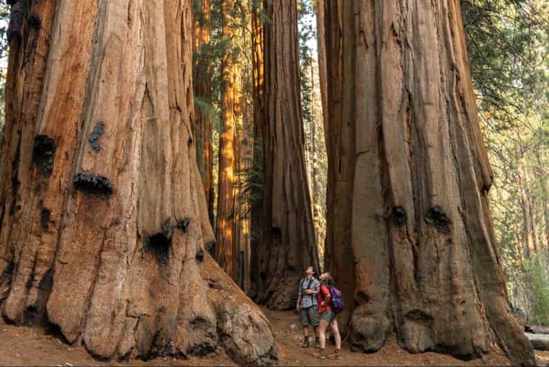 Národní park Sequoia: Soukromá prohlídka sekvojového lesa