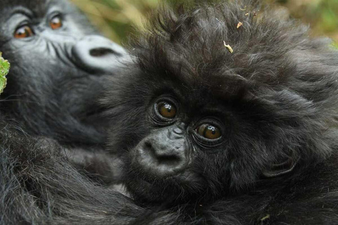 Kigali: 7-Day Safari, Wildlife Immersion, Big 5 to Gorillas