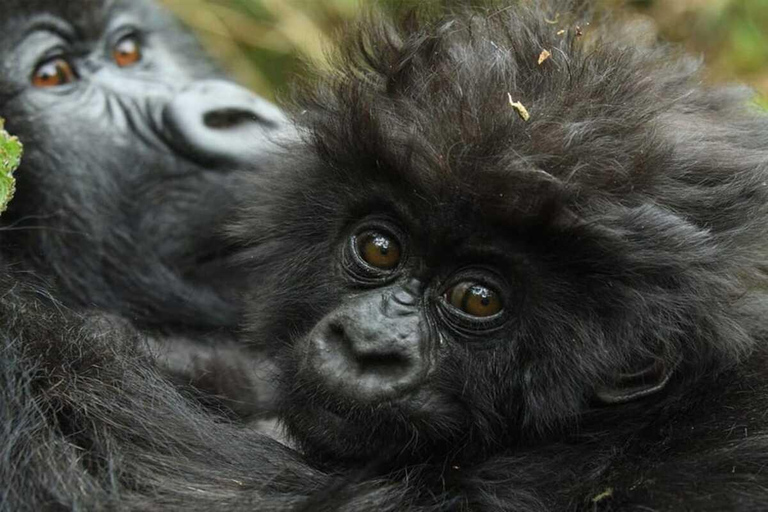 Kigali: 7-Day Safari, Wildlife Immersion, Big 5 to Gorillas