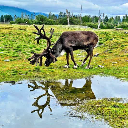 Anchorage: Scenic Tour to Wildlife Center