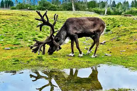 Scenic Tour to Wildlife Center with hotel pickup