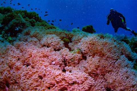 El Nido: Tauchen mit Manta-Rochen in Sibaltan