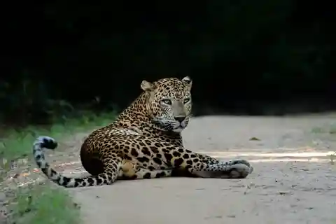 10-Day Wild Life Sri Lanka Tour