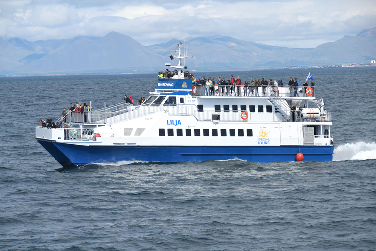 Akureyri: Guided Whale Watching Tour from the City Center