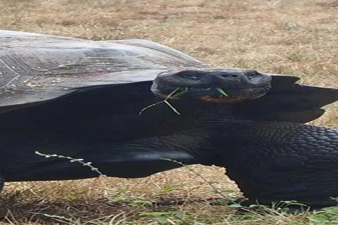 Santa Cruz: Giant Tortoise Watching and Lava Tunnels Tour