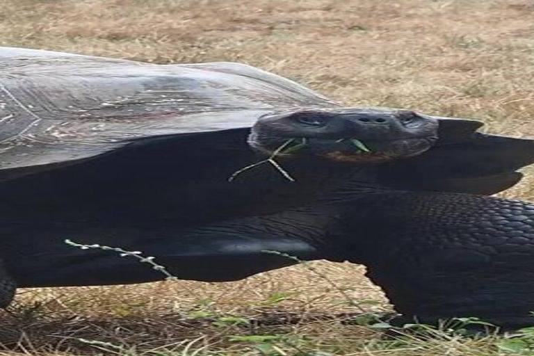 Santa Cruz: Giant Tortoise Watching and Lava Tunnels Tour