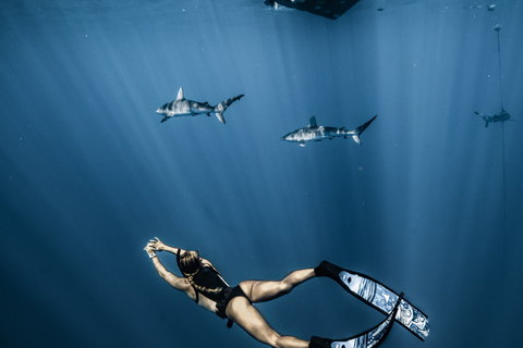 Oahu: Cage-Free Shark Diving Adventure Oahu: Cage-Free Shark Diving Adventure with Photos