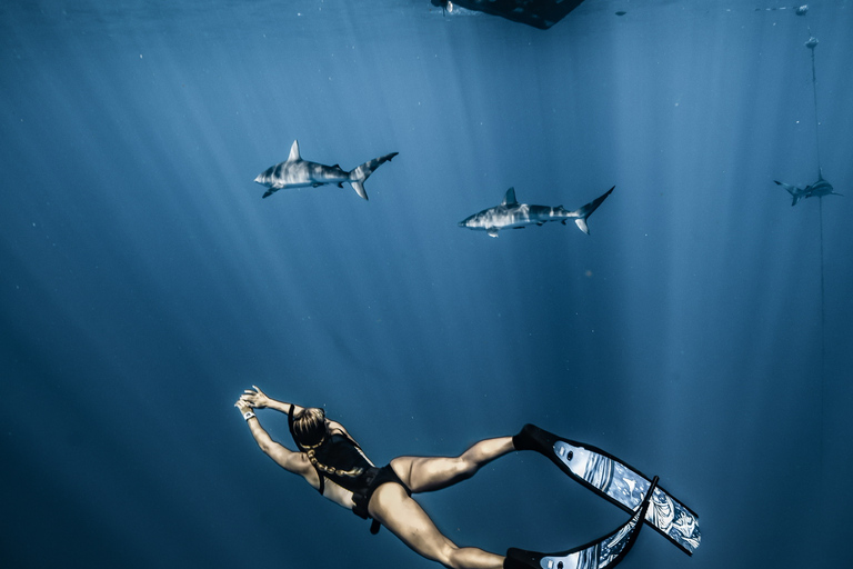Oahu: Cage-Free Shark Diving Adventure Oahu: Cage-Free Shark Diving Adventure with Photos