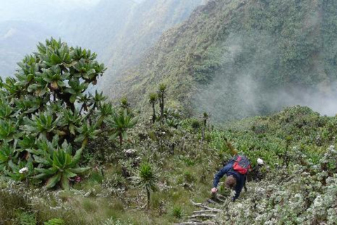 Rwanda 1 Day Mount Sabyinyo Hiking Adventure