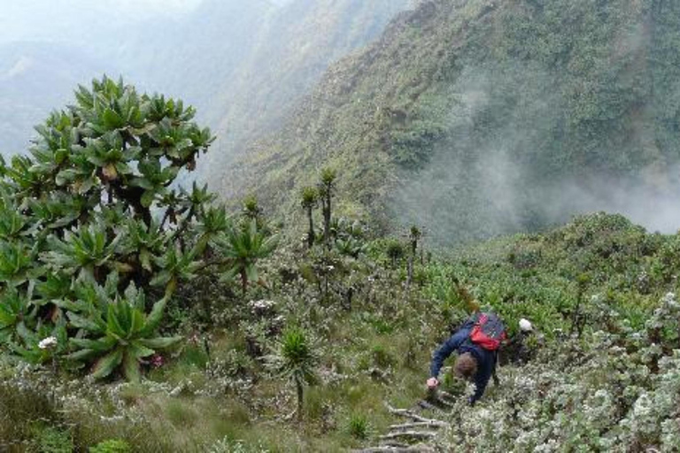 Rwanda 1 Day Mount Sabyinyo Hiking Adventure