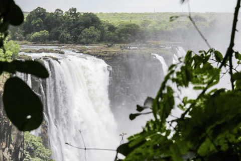 Sunrise Tour of Victoria Falls via Big Tree & Falls Bridge