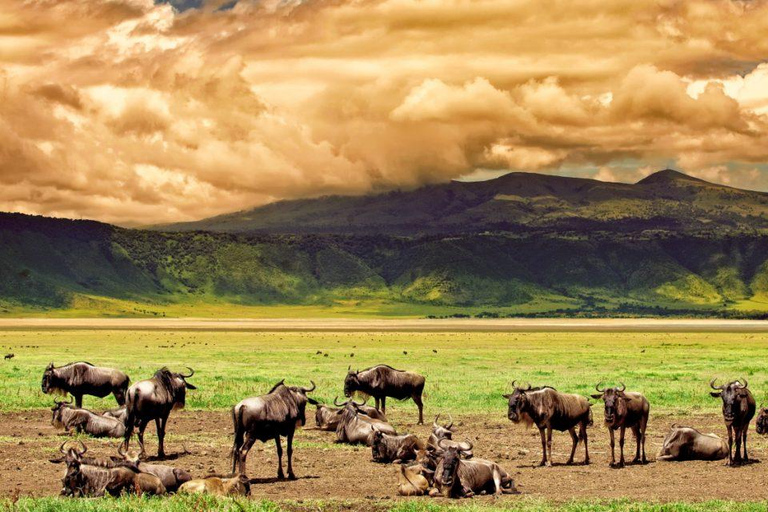 Safaris increíbles de 3 días por el Serengeti y el Ngorongoro_Safari