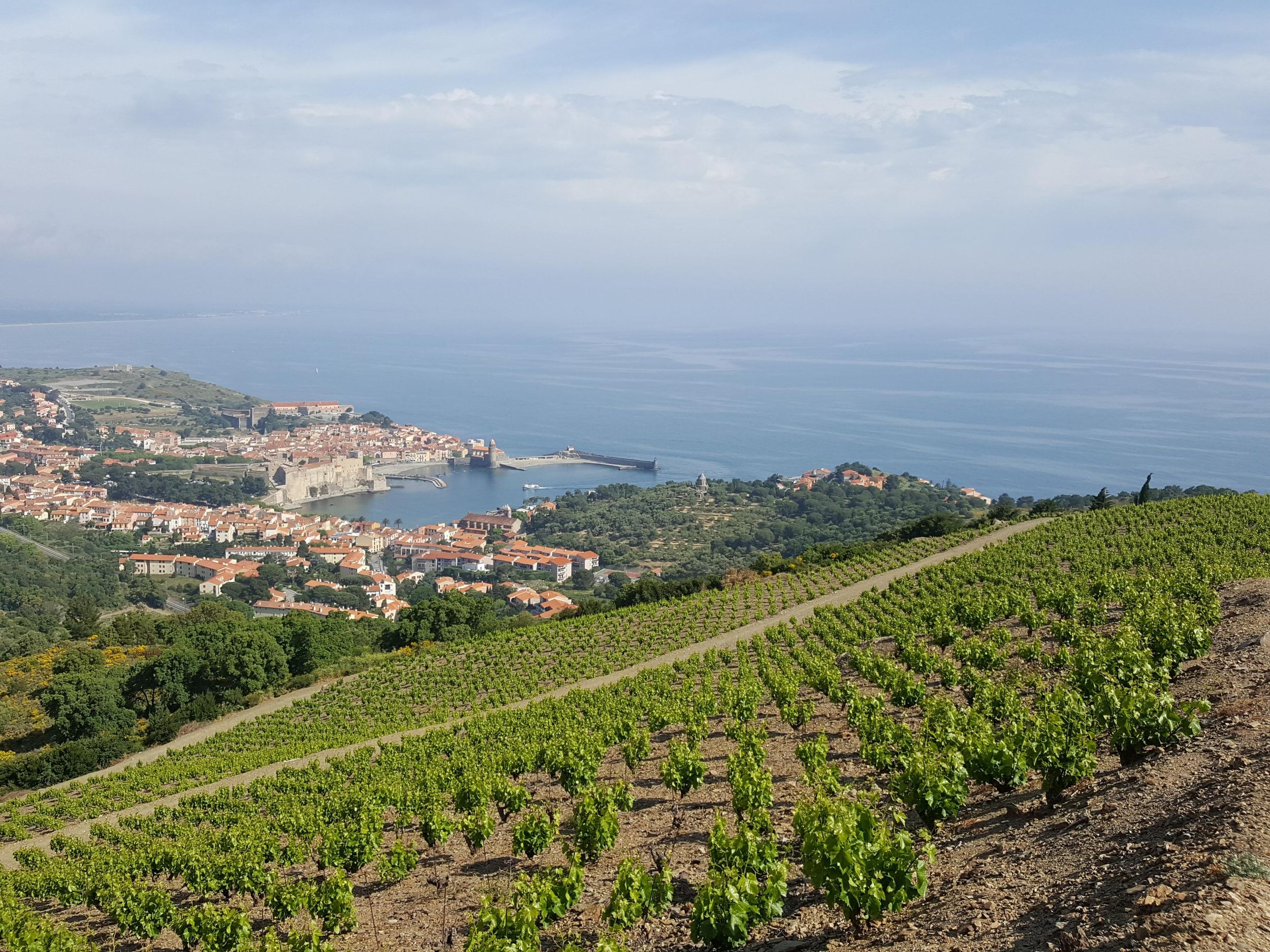 Collioure: Besuch des Weinbergs und Weinprobe