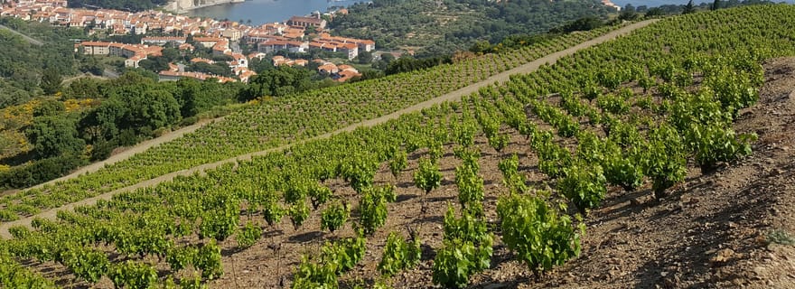 Collioure: visite du vignoble et dégustation