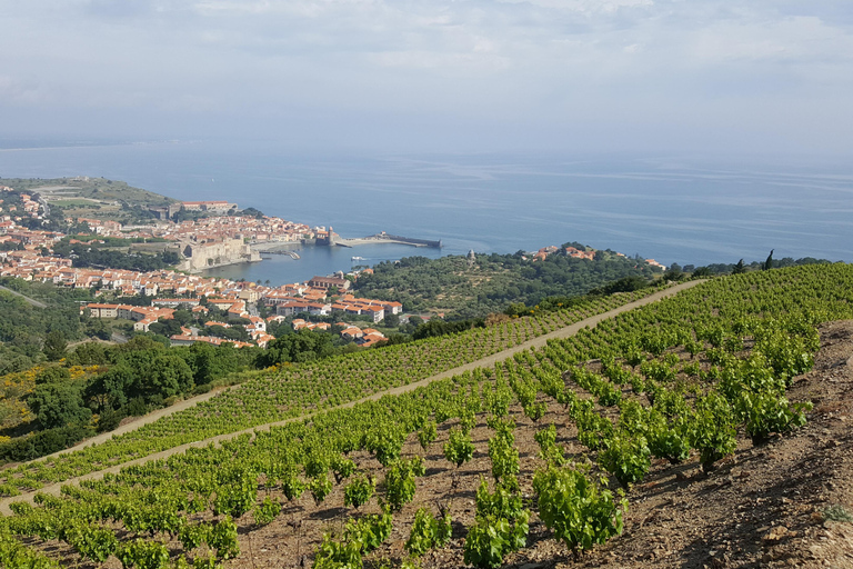 Collioure: Vineyard Tour & Wine Tasting Collioure: Vineyard Tour & Tasting