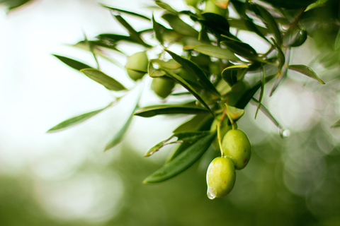 Djerba : dégustation une des meilleures huiles d&#039;olive et déjeuner typique