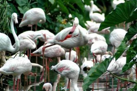 Cidade do Cabo: visita panorâmica a Houtbay, ilha das focas, mundo das aves.