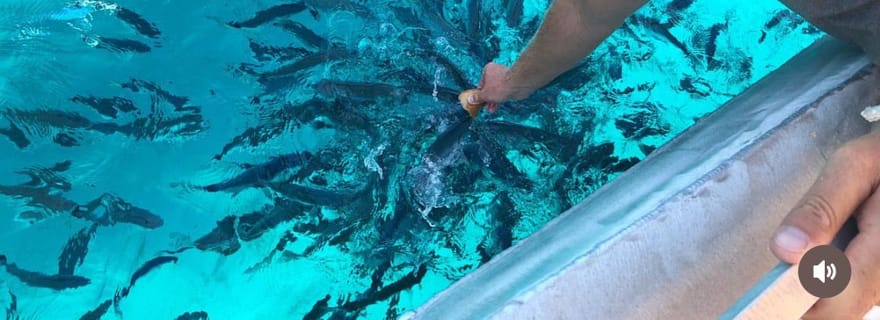 Excursion bateau propriano