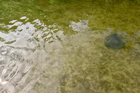 Ft Lauderdale: Combo Deal Snorkel Reefs, Kayak/SUP Mangroves