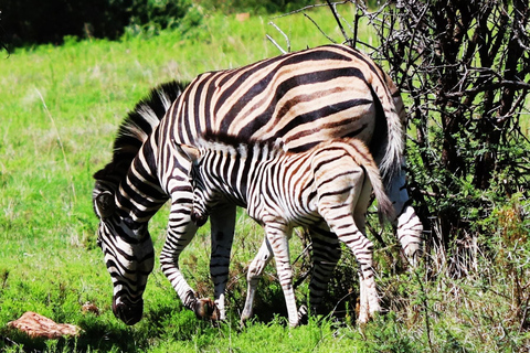 Pilanesberg Nature Safari: Guided Wildlife Tour Morning Safari Experience