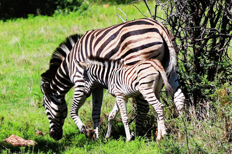 Pilanesberg Nature Safari: Guided Wildlife Tour Morning Safari Experience