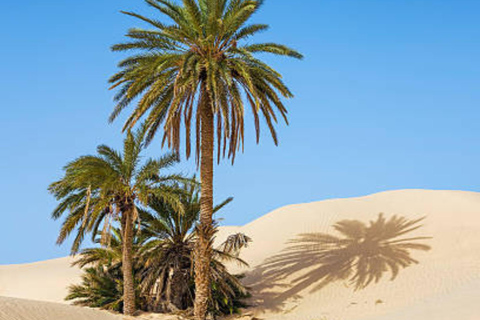 From Djerba: Day Trip Desert Douz and MatmataAu départ de Djerba : Excursion Desert Douz et Matmata