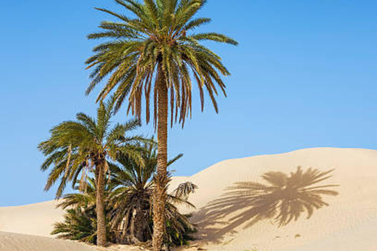 From Djerba: Day Trip Desert Douz and MatmataAu départ de Djerba : Excursion Desert Douz et Matmata