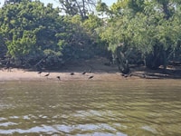 Valada Do Ribatejo, Tagus River Birdwatching Experience - Housity