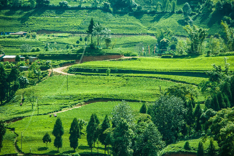 Day as a Tea Farmer in Ilam: Life in Nepal’s Green Tea Hills